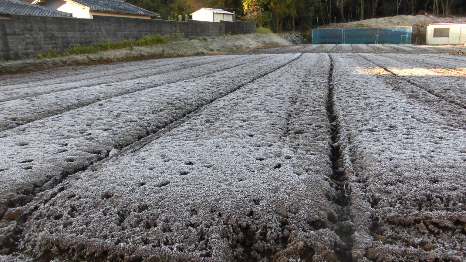 畑に初霜が見られました