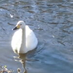 懐いてくれた一羽