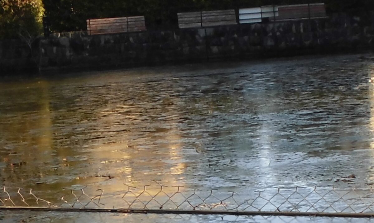 松風公園内の池に初氷が見られた